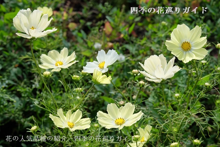 コスモス 花の人気品種の紹介