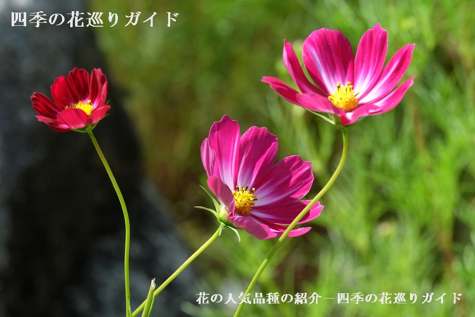 コスモス 花の人気品種の紹介