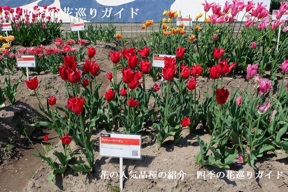 チューリップ 花の人気品種の紹介