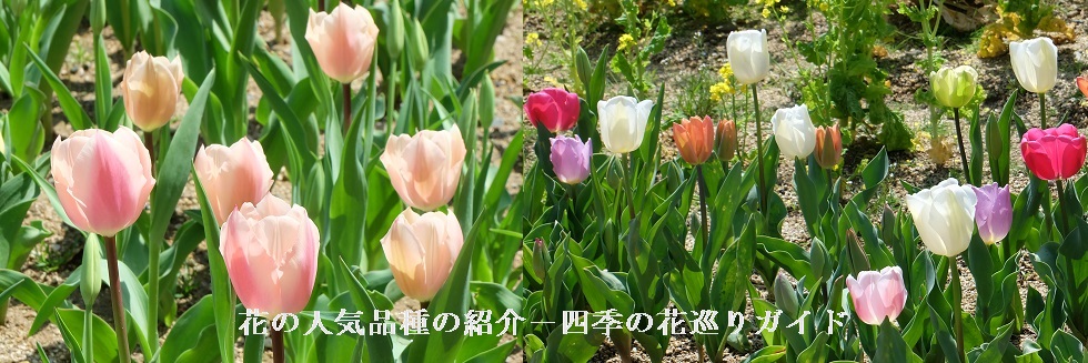 チューリップ 花の人気品種の紹介