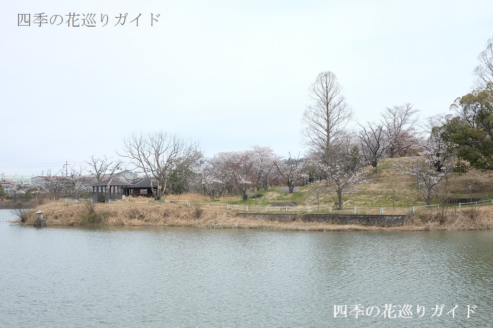 にごり池自然公園の桜