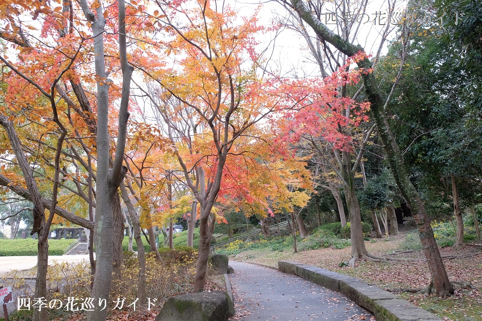 浜松城公園の紅葉19